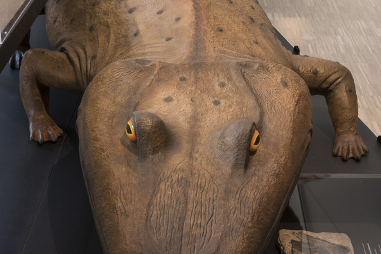 Trias_Modell größtes Amphibium (Mastodonsaurus), © Städtische Museen Heilbronn, Foto: Frank Kleinbach